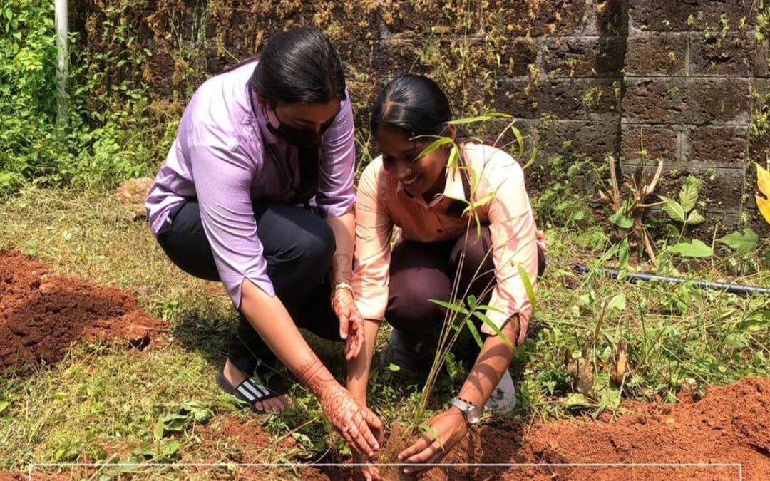 Bamboo Cultivation